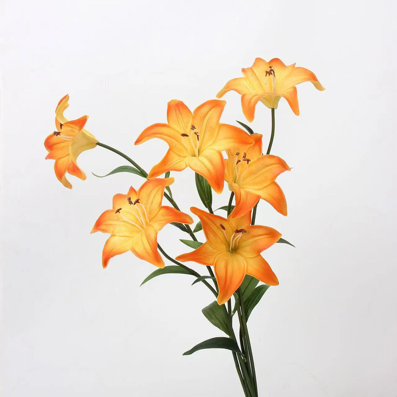 Lover Lily