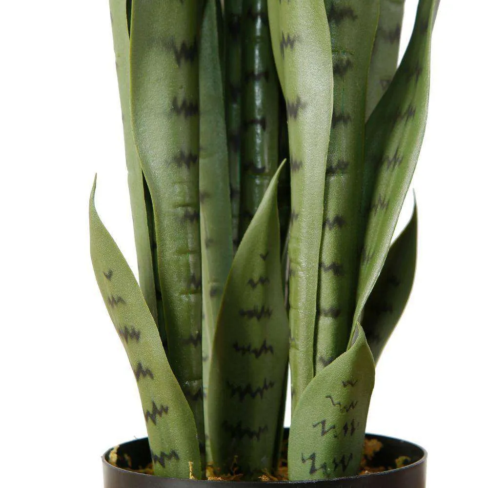 งูเทียม Sansevieria Green Potted Potted