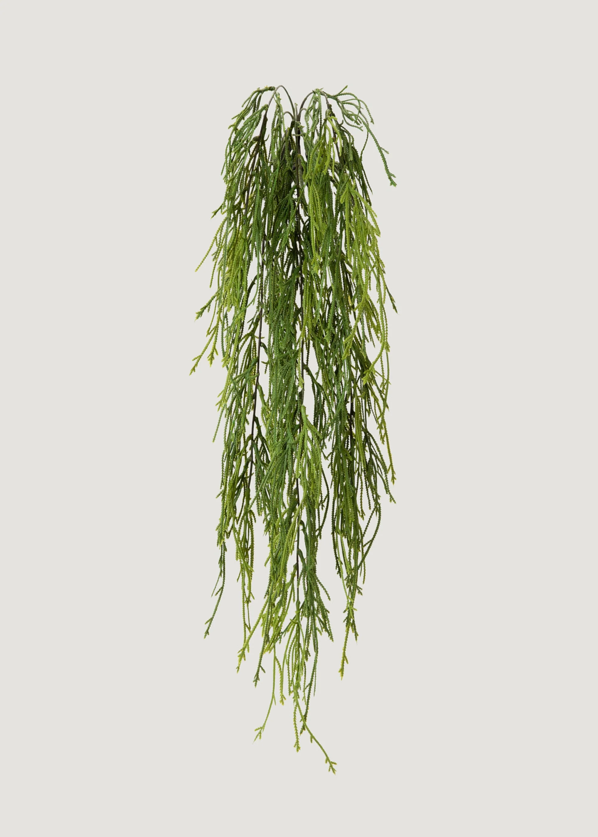 Indoor_outdoor Hanging Moss Fern Plant เริ่มต้นจาก 100