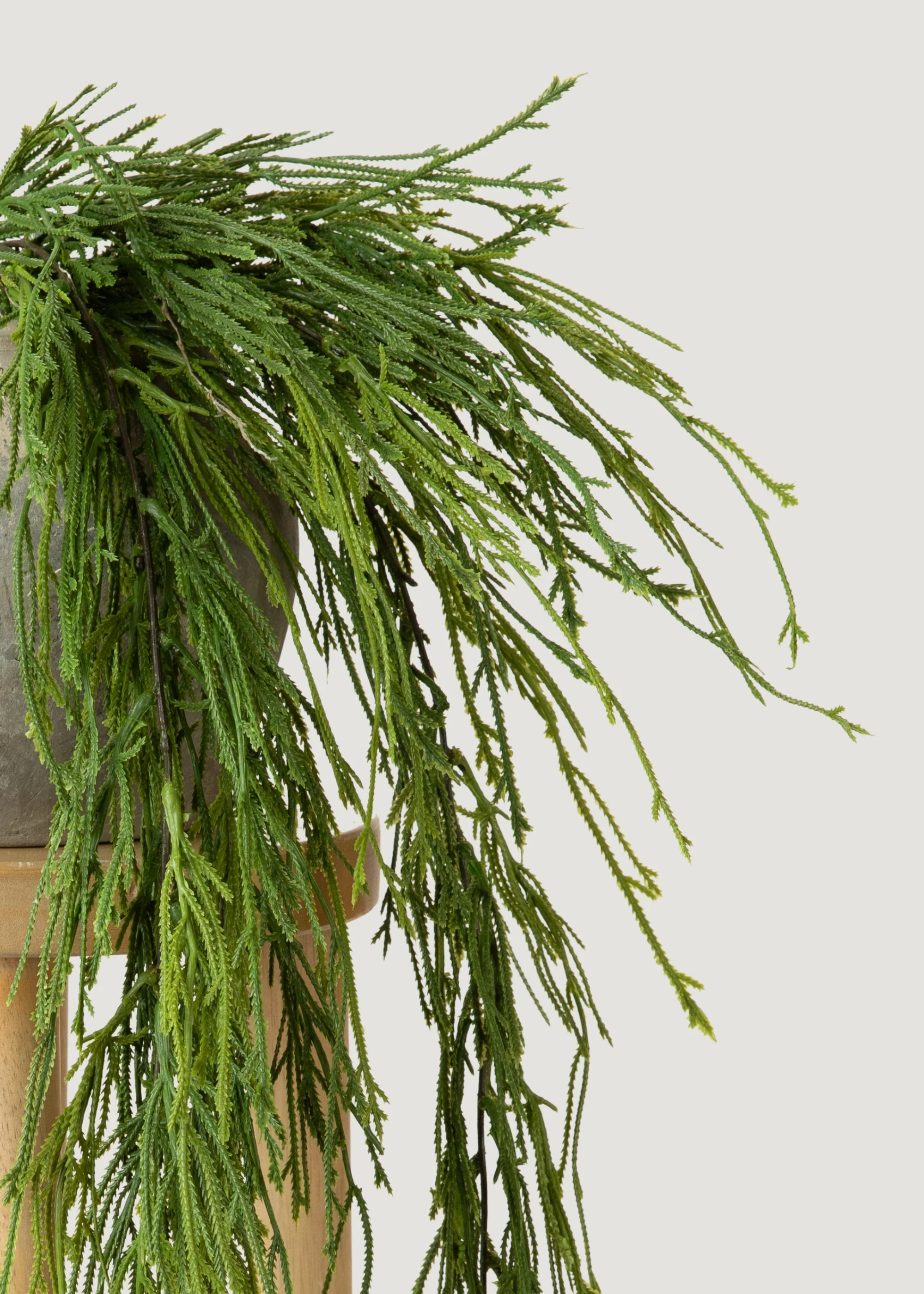Indoor_outdoor Hanging Moss Fern Plant เริ่มต้นจาก 100