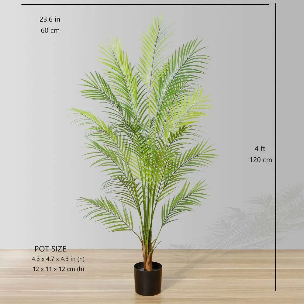 ต้นปาล์มต้นปาล์ม Areca