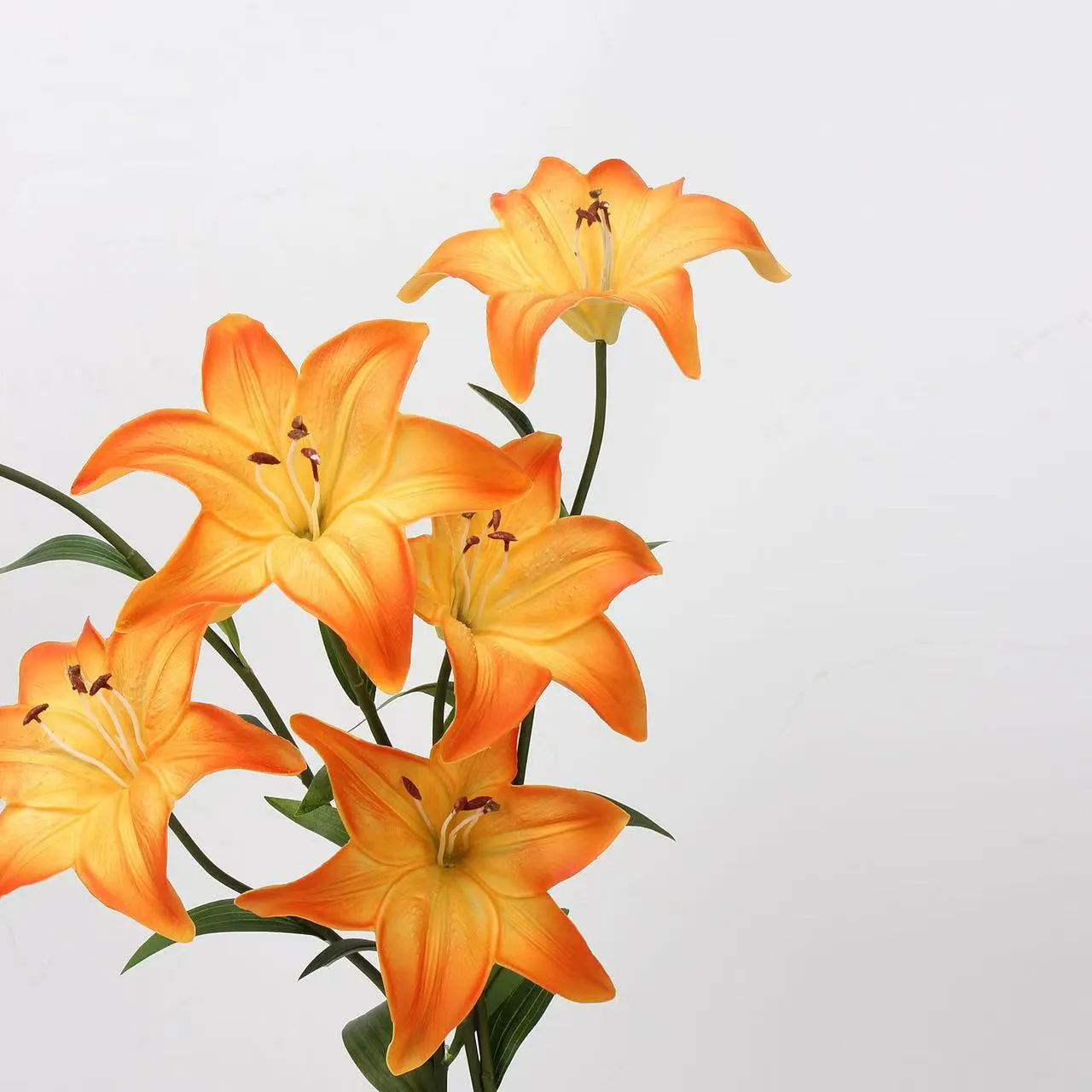 Lover Lily