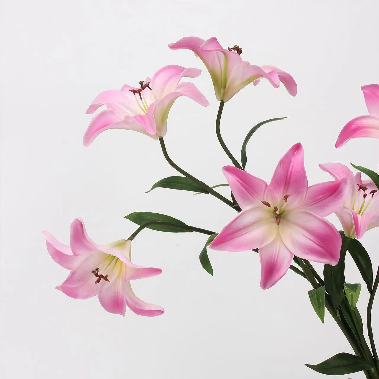 Lover Lily