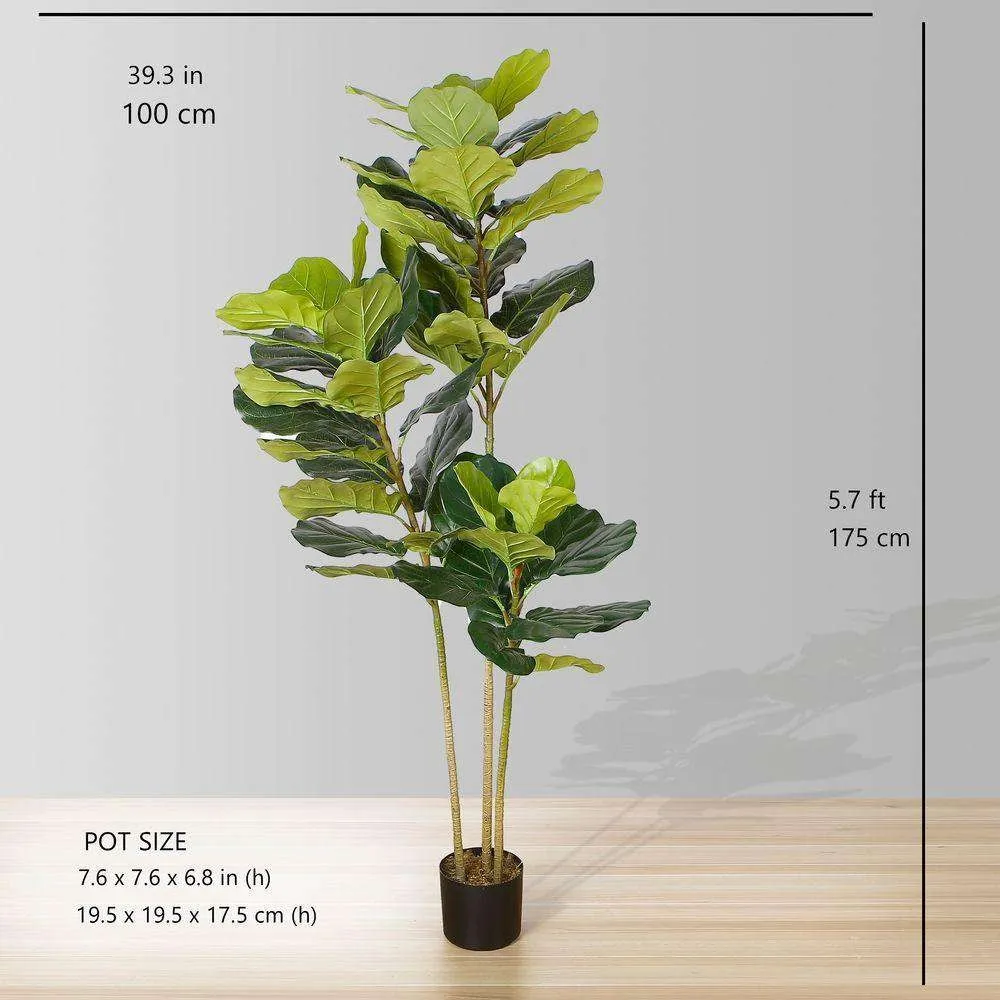 Lyrata Fiddle Fiddle Leaf Potted Potted (หลายขนาด)
