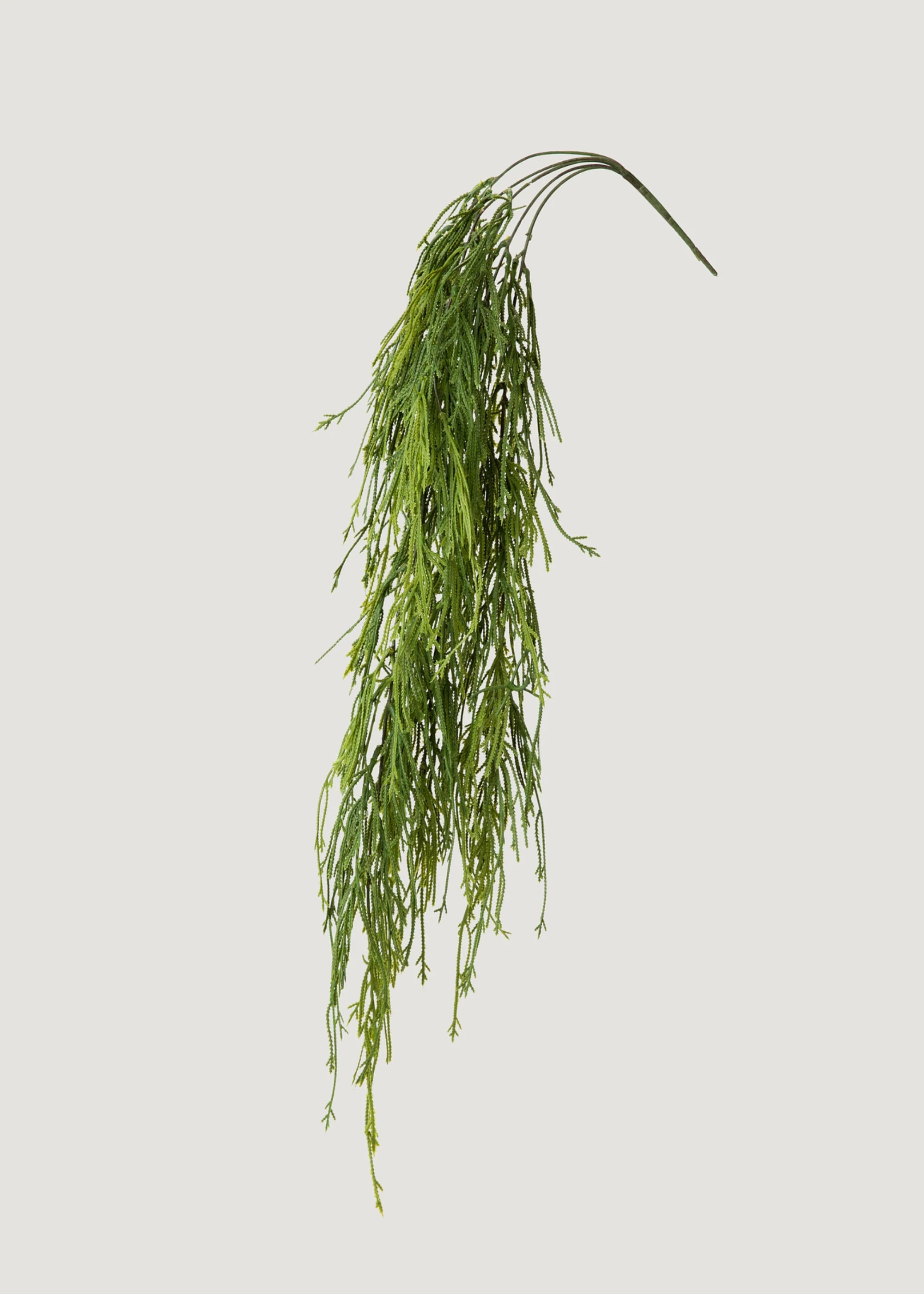 Indoor_outdoor Hanging Moss Fern Plant เริ่มต้นจาก 100