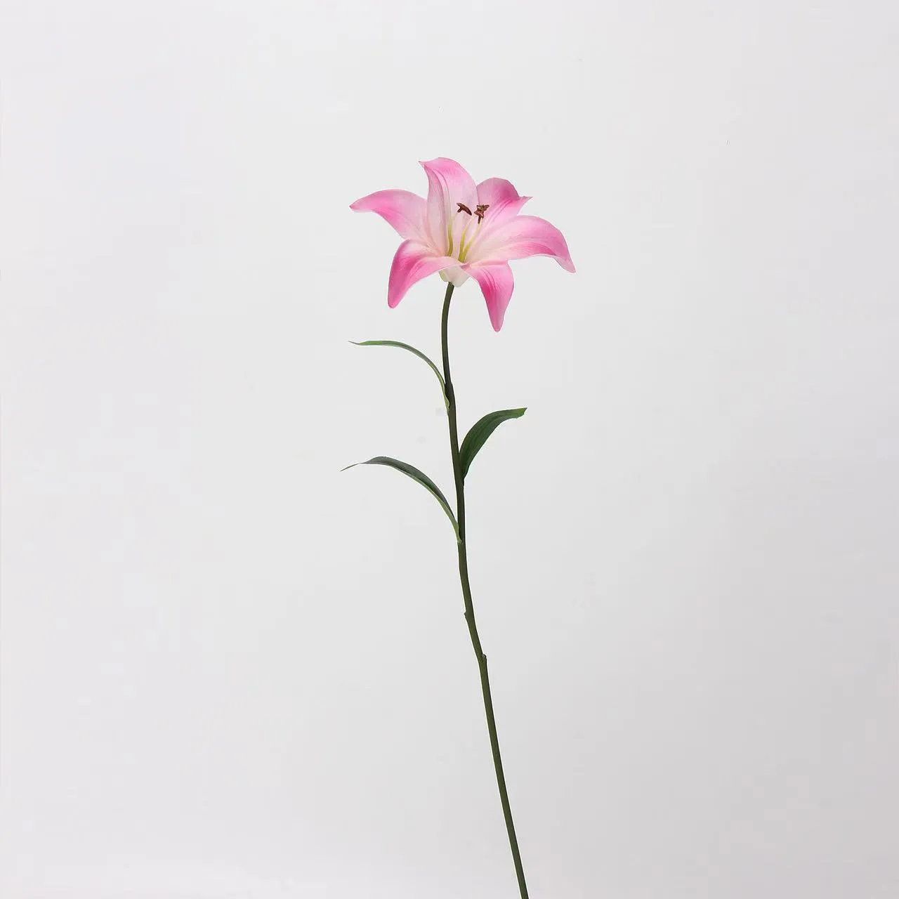Lover Lily