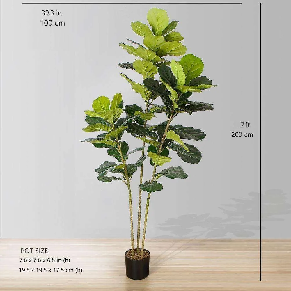 Lyrata Fiddle Fiddle Leaf Potted Potted (หลายขนาด)