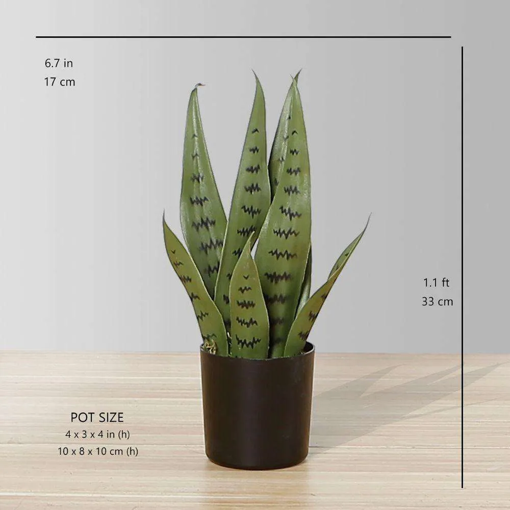 งูเทียม Sansevieria Green Potted Potted