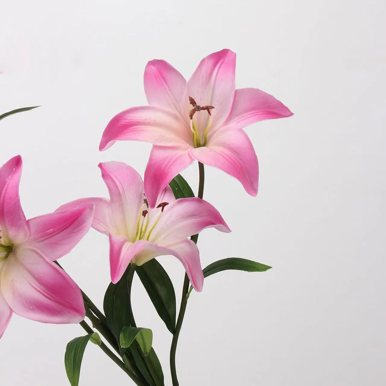 Lover Lily