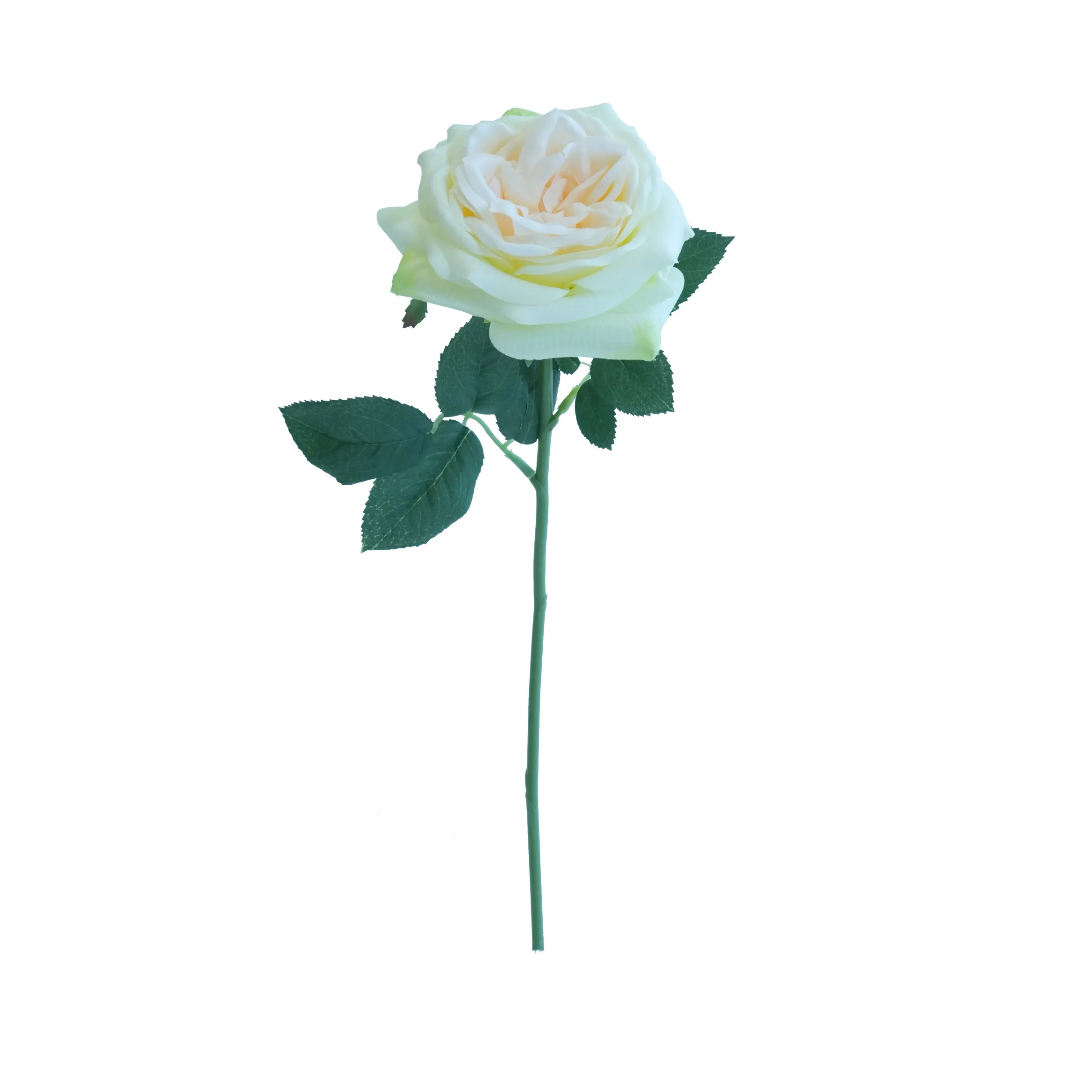 ดอกลิลลี่สั้น