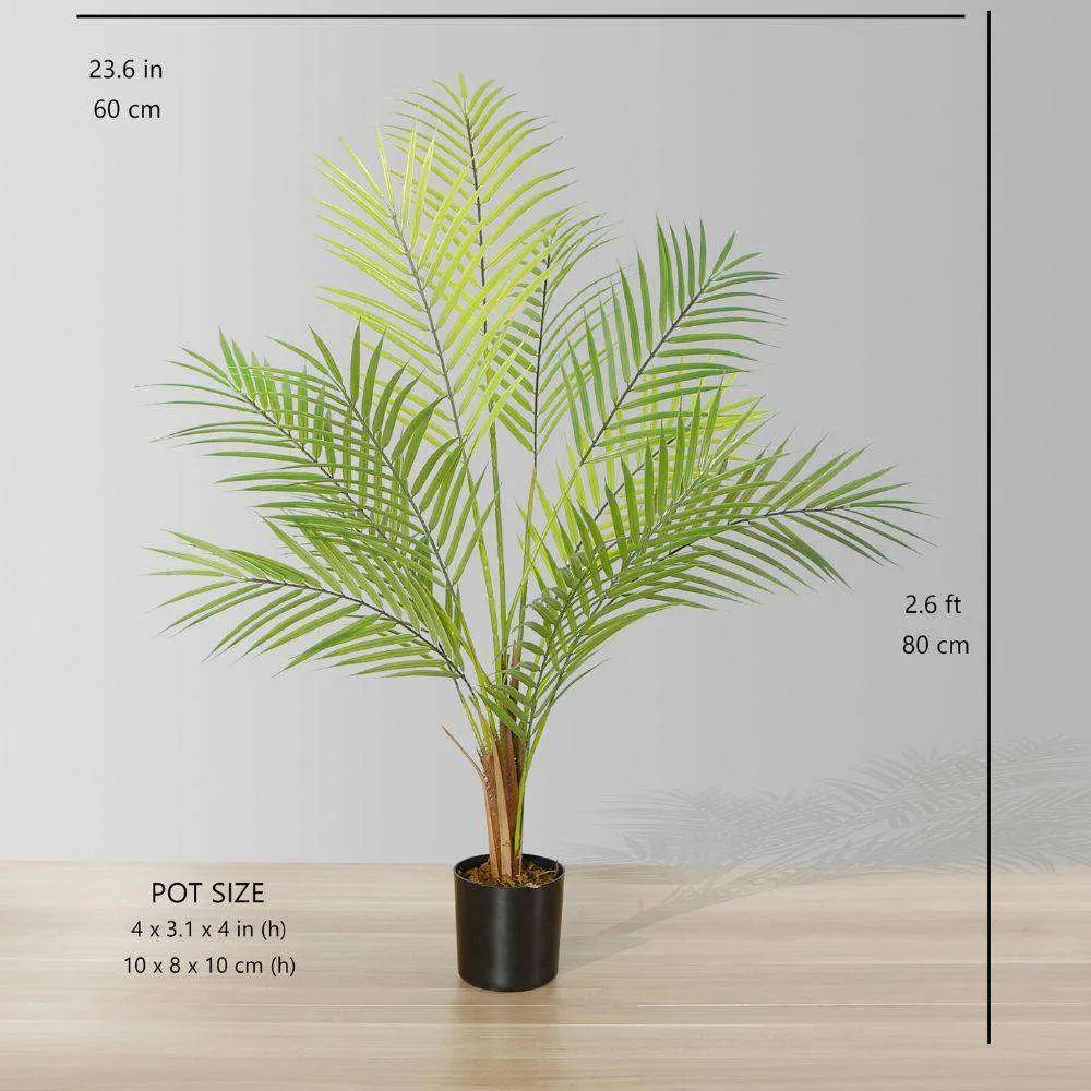 ต้นปาล์มต้นปาล์ม Areca