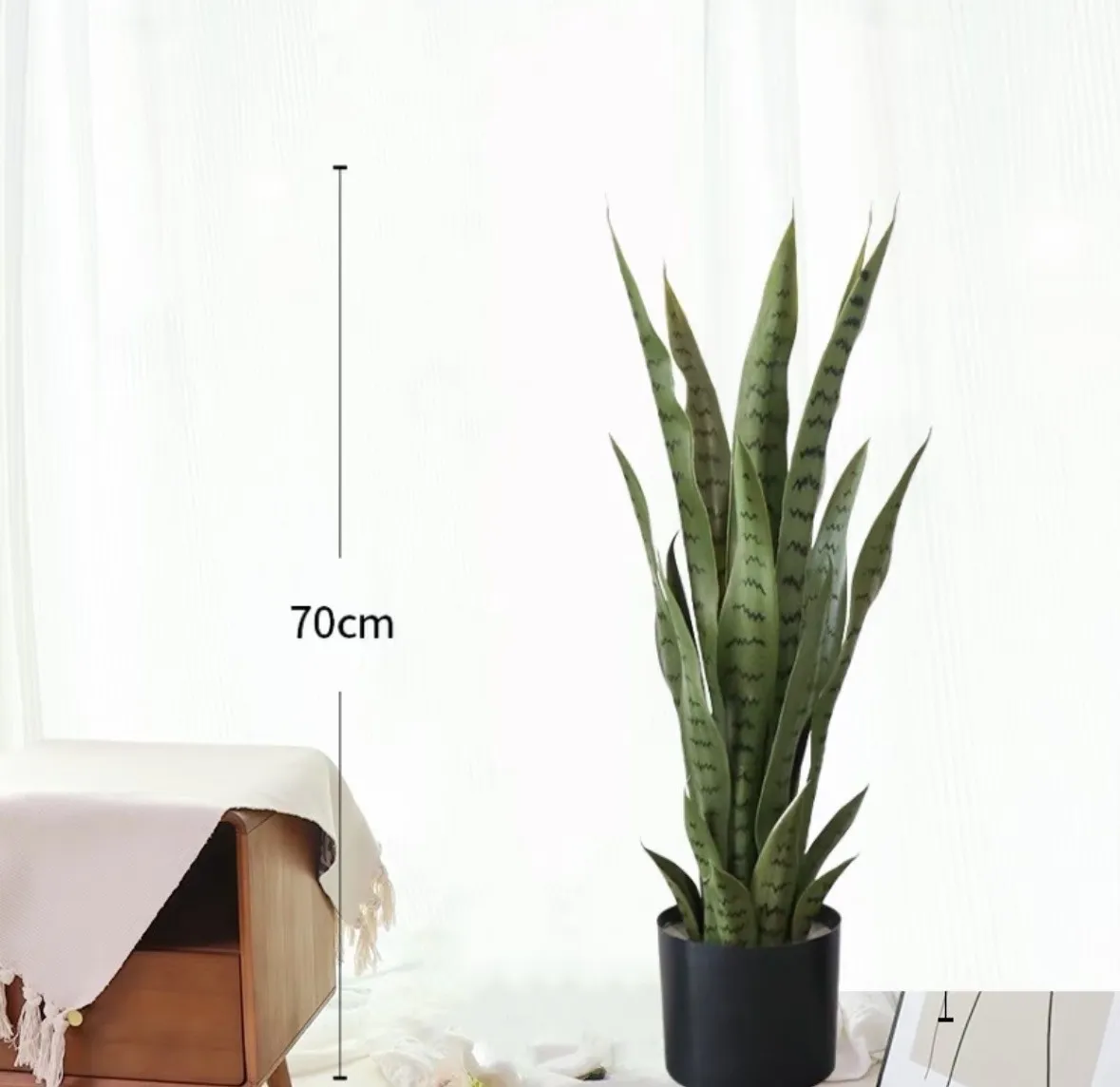 งูเทียม Sansevieria Green Potted Potted