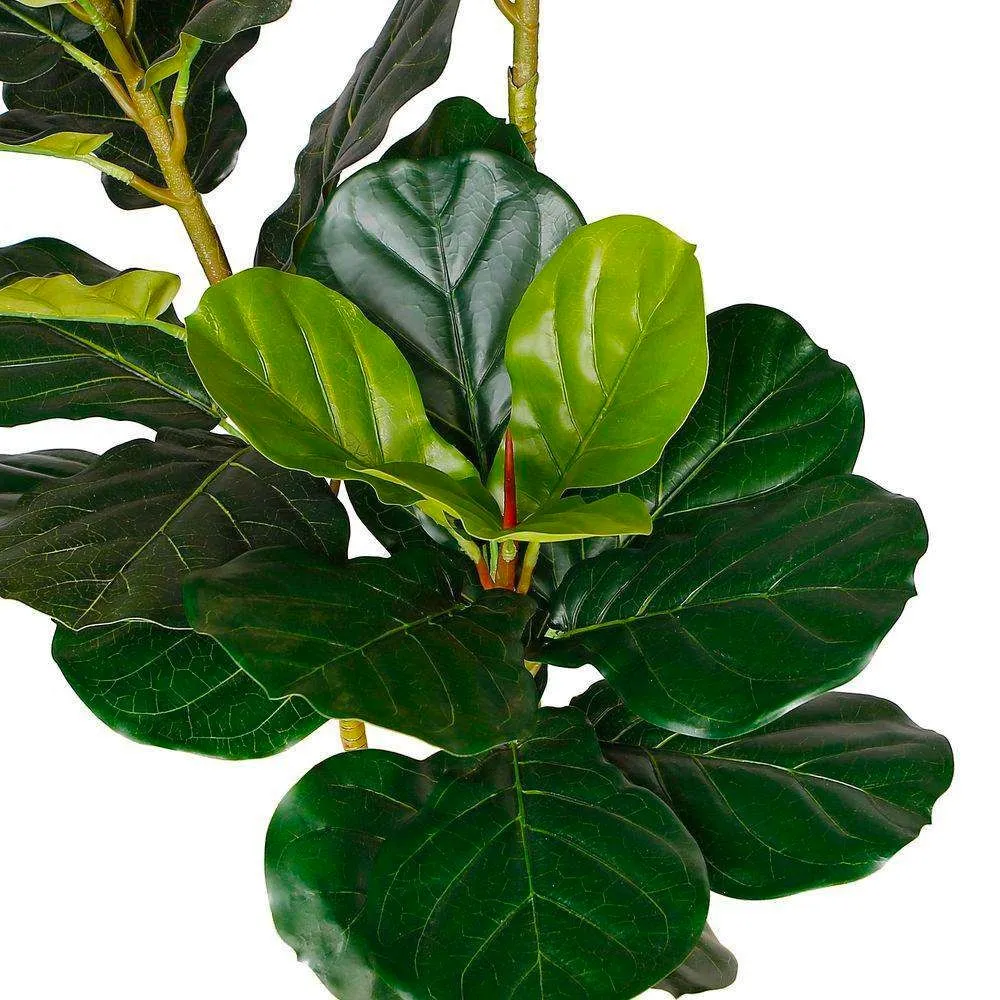 Lyrata Fiddle Fiddle Leaf Potted Potted (หลายขนาด)