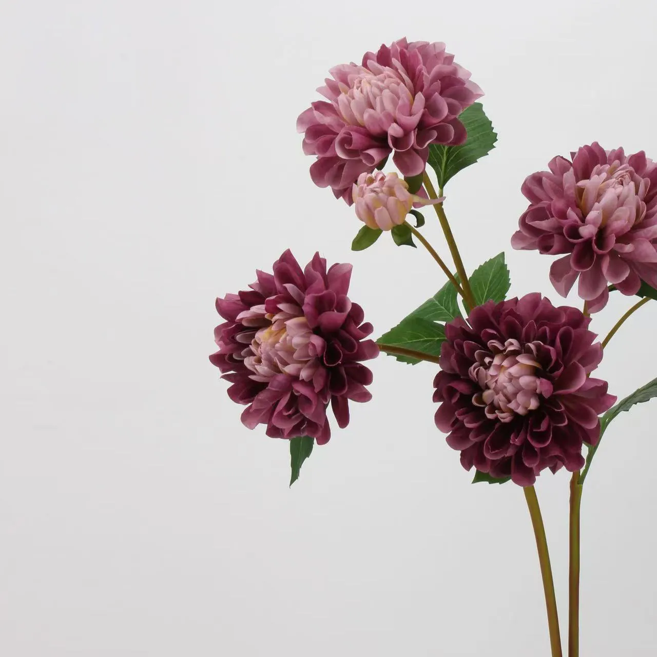 Dahlia