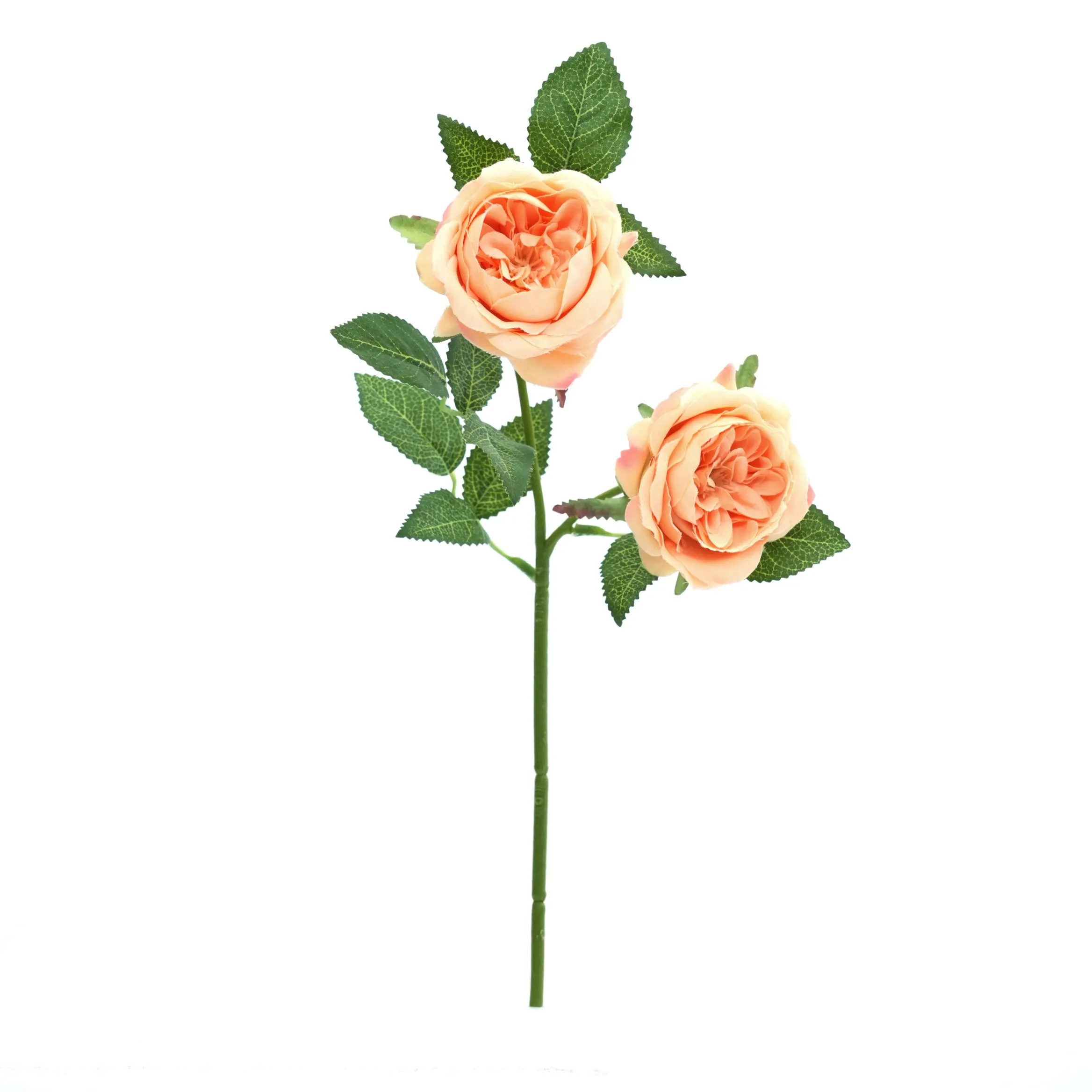 2 ดอกกุหลาบ