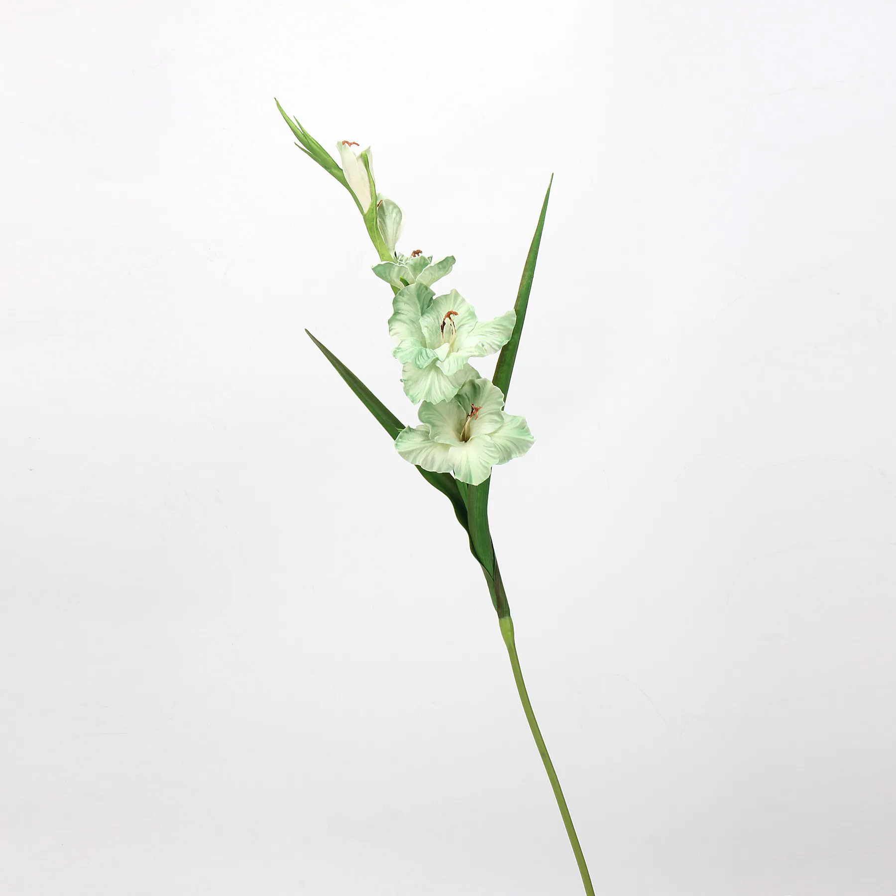 Gladiolus